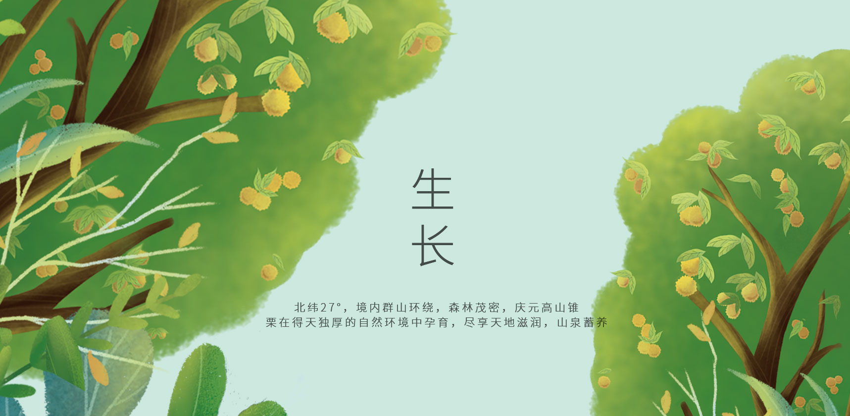 生長，慶元板栗插畫設(shè)計